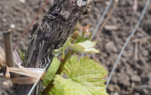 RANDONNEE DE LA MAISON MAREUIL SUR AY - Initiation arc