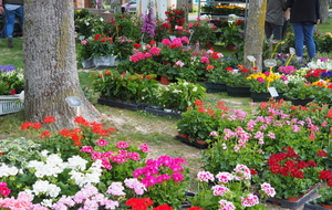 MARCHE AUX FLEURS 2025 - Initiation arc