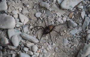 ENTRAINEMENT CLOS DE LHERY DU 18.04.26