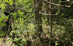 FLECHES PERDUES DANS LES HERBES ......