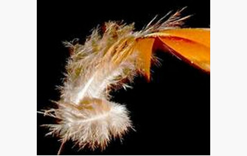 PASSAGE DE PLUMES 05/02/2026