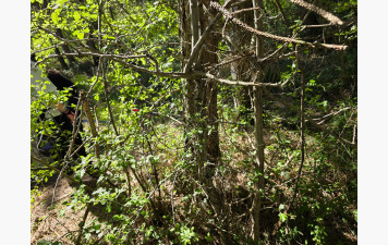 FLECHES PERDUES DANS LES HERBES ......