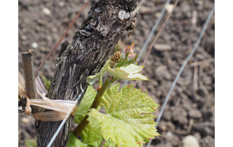 RANDONNEE DE LA MAISON MAREUIL SUR AY - Initiation arc